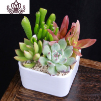 封后多肉植物组合盆栽新款肉肉绿植含盆土套餐室内花卉办公室净化空气 B23 含盆