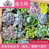 封后多肉植物 117棵13个品种 混搭套装一件一整箱批發绿植组合 10颗10个品种5-7cm 裸根不带土