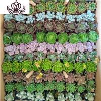 封后多肉植物 117棵13个品种 混搭套装一件一整箱批發绿植组合 120颗20个品种4-5cm 裸根不带土