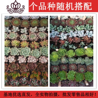 封后多肉植物 117棵13个品种 混搭套装一件一整箱批發绿植组合 40颗20个品种4-5cm 裸根不带土