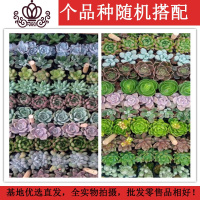 封后多肉植物 117棵13个品种 混搭套装一件一整箱批發绿植组合 50颗10个品种4-5cm 裸根不带土