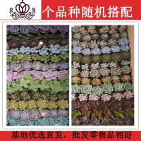 封后多肉植物 117棵13个品种 混搭套装一件一整箱批發绿植组合 60颗20个品种4-5cm 裸根不带土