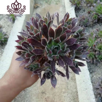 封后法师多肉万圣节状态沙拉碗老桩多头缀化妖桩盆栽黑桐壶植物花卉 红酒/火凤凰8头左右 裸根不带土