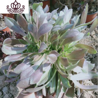 封后法师多肉万圣节状态沙拉碗老桩多头缀化妖桩盆栽黑桐壶植物花卉 桔色韶羞缀化冠幅15cm 裸根不带土