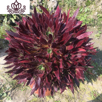 封后法师多肉万圣节状态沙拉碗老桩多头缀化妖桩盆栽黑桐壶植物花卉 深酒红色红酒15头以上老桩 裸根不带土