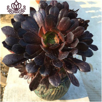 封后法师多肉万圣节状态沙拉碗老桩多头缀化妖桩盆栽黑桐壶植物花卉 黑色黑铜壶4到6头 裸根不带土