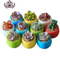 封后植言多肉30颗植物组合盆栽套餐超萌肉肉花盆花卉爆盆罕见 10颗精选多肉+10储水盆+1.5包土 不含盆