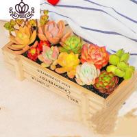 封后植言多肉30颗植物组合盆栽套餐超萌肉肉花盆花卉爆盆罕见 10颗精选多肉+1原木盆+1包土 不含盆