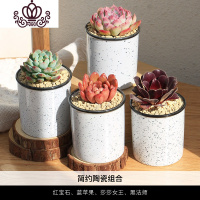 封后植物组合盆栽含盆带土室内小迷你办公室桌面花月夜黑法师肉肉 A5[4个黑边陶盆]红宝石+蓝苹果+莎莎女王+黑法师 含盆
