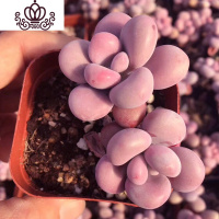 封后精灵园艺多肉植物 老桩腰子桃蛋丸叶桃蛋亚美桃蛋非多肉罗宾 罗 5盆双头亚美桃蛋 不含盆花卉绿植盆栽