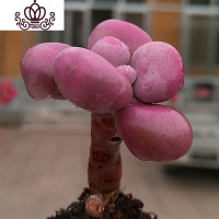 封后精灵园艺多肉植物 老桩腰子桃蛋丸叶桃蛋亚美桃蛋非多肉罗宾 罗 5颗老桩单头腰子桃蛋 不含盆盆栽