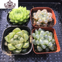 封后(FENGHOU)封后精灵园艺多肉植物 老桩腰子桃蛋丸叶桃蛋亚美桃蛋非多肉罗宾 罗 玉露组合随机4盆 不含盆花卉绿植