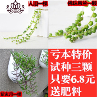 封后紫玄月珍珠吊兰三种6.8 情人泪紫玄月吊兰 多肉植物 佛珠+情人泪+紫玄月每种一棵试种 不含盆盆栽