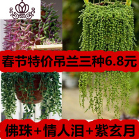 封后紫玄月珍珠吊兰三种6.8 情人泪紫玄月吊兰 多肉植物 佛珠+紫玄月+情人泪三盆 不含盆花卉绿植盆栽