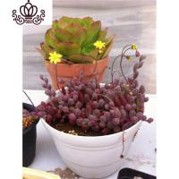 封后紫玄月珍珠吊兰三种6.8 情人泪紫玄月吊兰 多肉植物 紫玄月一大盆 不含盆花卉绿植盆栽