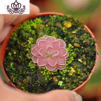 封后爱丝捕虫堇食虫植物食人花捕蝇多肉稀有贵货花卉盆栽吃 弗洛里S(植株直径:1厘米)塑料盆种好发 含盆