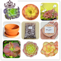 封后爱丝捕虫堇食虫植物食人花捕蝇多肉稀有贵货花卉盆栽吃 捕虫堇6棵随机裸苗送红陶盆及土盆11cm植物2-4cm 含盆