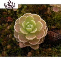 封后爱丝捕虫堇食虫植物食人花捕蝇多肉稀有贵货花卉盆栽吃 爱丝S(植株直径:1厘米)塑料盆种好发 含盆