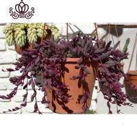 封后紫玄月珍珠吊兰三种6.8 情人泪紫玄月吊兰 多肉植物 佛珠2盆 不含盆花卉绿植盆栽