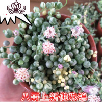 封后紫玄月珍珠吊兰三种6.8 情人泪紫玄月吊兰 多肉植物 佛珠锦带十厘米盆带盆栽好 不含盆