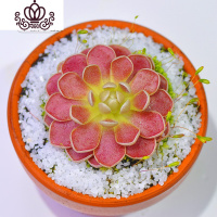 封后爱丝捕虫堇食虫植物食人花捕蝇多肉稀有贵货花卉盆栽吃 弗洛里M(植株直径:2厘米)塑料盆种好发 含盆