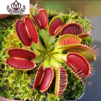 封后爱丝捕虫堇食虫植物食人花捕蝇多肉稀有贵货花卉盆栽吃 捕蝇草(夹子1.5厘米)塑料盆 含盆