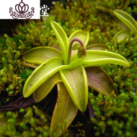 封后爱丝捕虫堇食虫植物食人花捕蝇多肉稀有贵货花卉盆栽吃 樱叶M(植株直径4厘米) 含盆