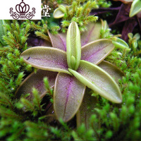 封后爱丝捕虫堇食虫植物食人花捕蝇多肉稀有贵货花卉盆栽吃 樱叶S(植株直径2厘米) 含盆