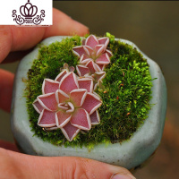 封后爱丝捕虫堇食虫植物食人花捕蝇多肉稀有贵货花卉盆栽吃 爱兰S(植株直径:1厘米)塑料盆种好发 含盆