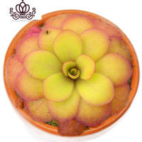 封后爱丝捕虫堇食虫植物食人花捕蝇多肉稀有贵货花卉盆栽吃 苹果M(植株直径:4厘米)塑料盆种好发 含盆