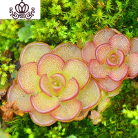 封后爱丝捕虫堇食虫植物食人花捕蝇多肉稀有贵货花卉盆栽吃 近藤M(植株直径:2厘米)塑料盆种好发 含盆