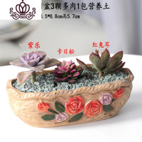 封后多肉植物含盆带土组合套装盆栽肉肉营养植物多肉花盆室内花器 图示多肉含盆9 含盆