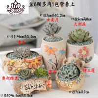 封后多肉植物含盆带土组合套装盆栽肉肉营养植物多肉花盆室内花器 图示多肉含盆15 含盆