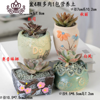 封后多肉植物含盆带土组合套装盆栽肉肉营养植物多肉花盆室内花器 图示多肉含盆17 含盆