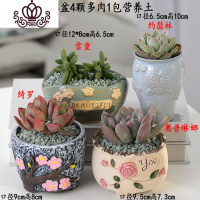 封后多肉植物含盆带土组合套装盆栽肉肉营养植物多肉花盆室内花器 图示多肉含盆19 含盆