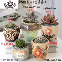 封后多肉植物含盆带土组合套装盆栽肉肉营养植物多肉花盆室内花器 图示多肉含盆20 含盆