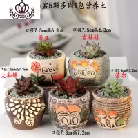 封后多肉植物含盆带土组合套装盆栽肉肉营养植物多肉花盆室内花器 图示多肉含盆21 含盆