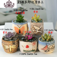 封后多肉植物含盆带土组合套装盆栽肉肉营养植物多肉花盆室内花器 图示多肉含盆22 含盆