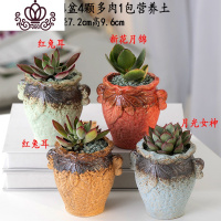 封后多肉植物含盆带土组合套装盆栽肉肉营养植物多肉花盆室内花器 米白色图示多肉含盆26 含盆