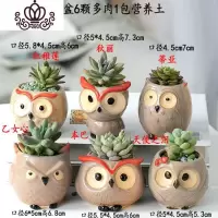 封后多肉植物含盆带土组合套装盆栽肉肉营养植物多肉花盆室内花器 浅灰色图示多肉含盆29 含盆
