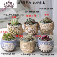 封后多肉植物含盆带土组合套装盆栽肉肉营养植物多肉花盆室内花器 灰色图示多肉含盆31 含盆