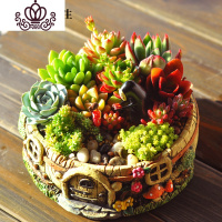 封后多肉植物带盆多肉组合盆栽拼盘组合女神节成品顺丰 千与千寻[17x5.5cm] 带盆栽好