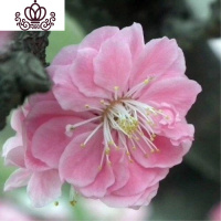 封后四季梅花盆栽树苗腊梅红梅盆景耐寒室内盆景花卉植物盆栽 丰后梅 不含盆