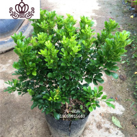 封后四季开花绿植 浓香花卉植物 室内外家养盆栽 米兰花苗 植物 高30cm冠20cm左右 不含盆