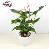 封后水培粉掌白掌盆栽室内绿植花卉懒人植物盆栽带花发货四季开花 土培.粉掌 不含盆