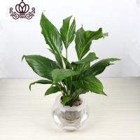 封后水培粉掌白掌盆栽室内绿植花卉懒人植物盆栽带花发货四季开花 水培.白掌 带盆栽好