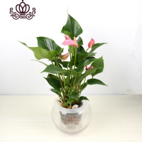 封后水培粉掌白掌盆栽室内绿植花卉懒人植物盆栽带花发货四季开花 水培.粉掌 带盆栽好