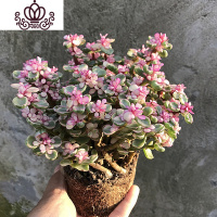 封后金枝玉叶多肉植物盆栽花卉四季开花办公室内阳台绿植 雅乐之舞大盆(10颗左右) 不含盆