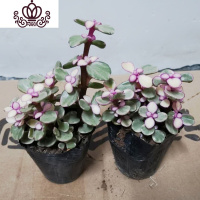 封后金枝玉叶多肉植物盆栽花卉四季开花办公室内阳台绿植 小盆雅乐之舞(2盆) 不含盆