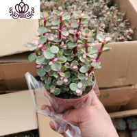 封后金枝玉叶多肉植物盆栽花卉四季开花办公室内阳台绿植 雅乐之舞中盆(带原盆发货) 带盆栽好